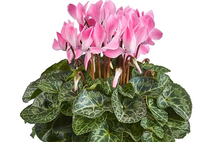 Cyclame_Eau-de-Cyclamen_Neon-Flamed.jpg