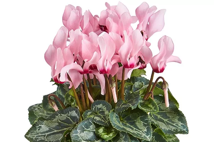 Cyclame_Eau-de-Cyclamen_Salmon-Flamed.jpg