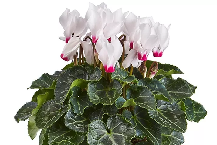 Cyclame_Eau-de-Cyclamen_White-Eye.jpg