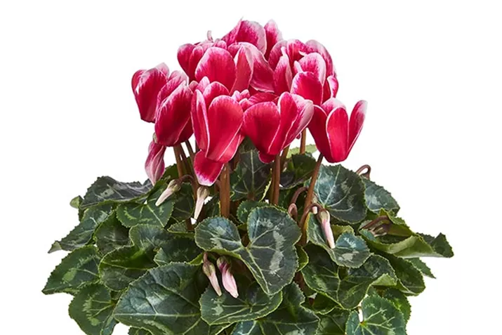 Cyclame_Eau-de-Cyclamen_Fuji-Red-Wine.jpg