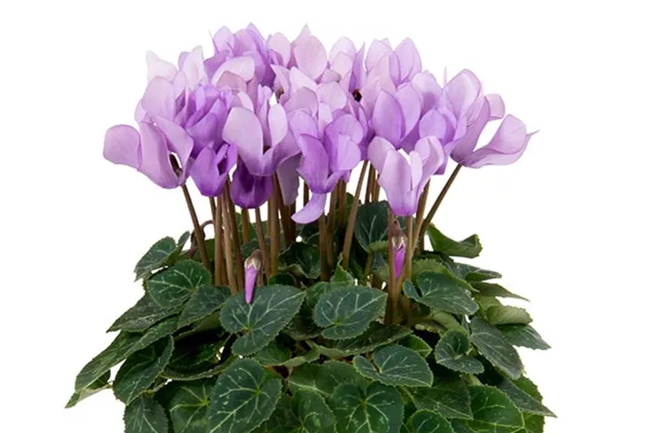 Cyclamen_Super_Serie_Dragon-Blue.jpg