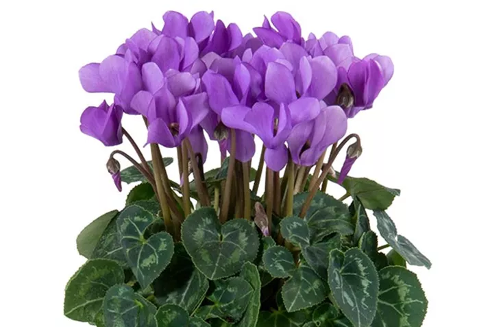 Cyclamen_Super_Serie_Dragon-Deep-Blue.jpg