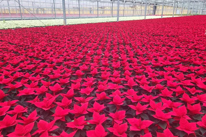 Qismas_Poinsettien.jpg