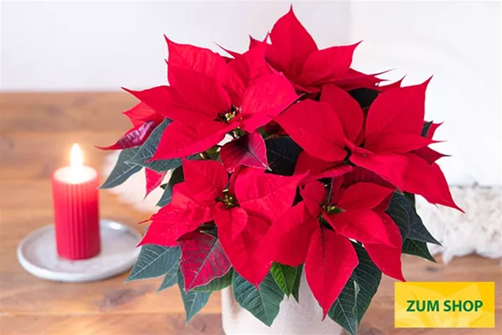 Christmas_Night_Poinsettien.jpg