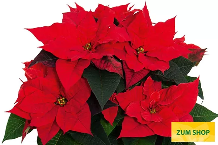 Christmas_Universe_Poinsettien.jpg