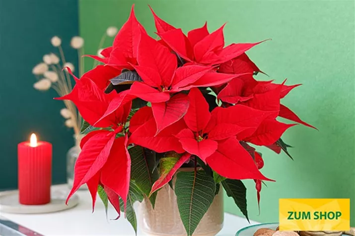 Christmas_Time_Poinsettien.jpg