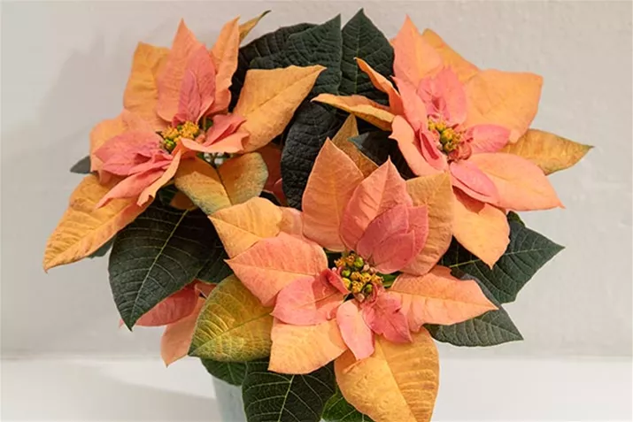 Qismas_Apricot-Star_Poinsettien.jpg
