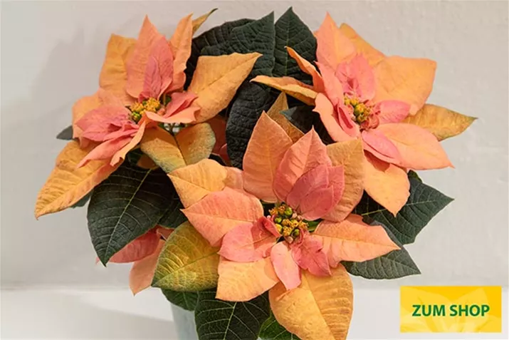 Qismas_Apricot-Star_Poinsettien.jpg