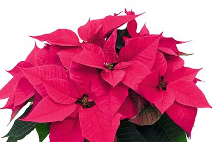 Christmas-Night-Hot-Pink_Poinsettien.jpg