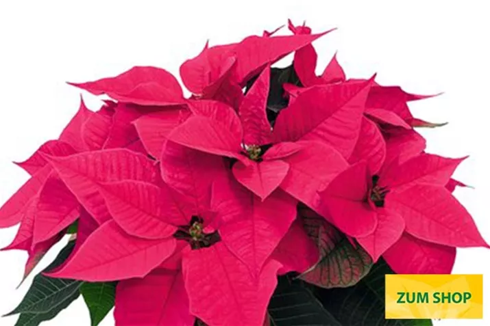 Christmas-Night-Hot-Pink_Poinsettien.jpg