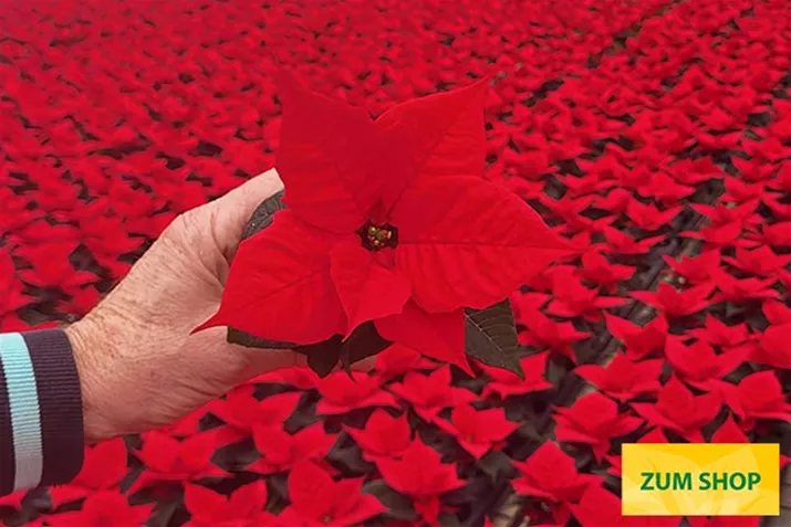 Qismas_Bond_Poinsettien.jpg