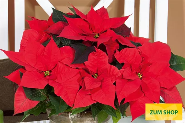 Christmas_Aurora_Poinsettien.jpg