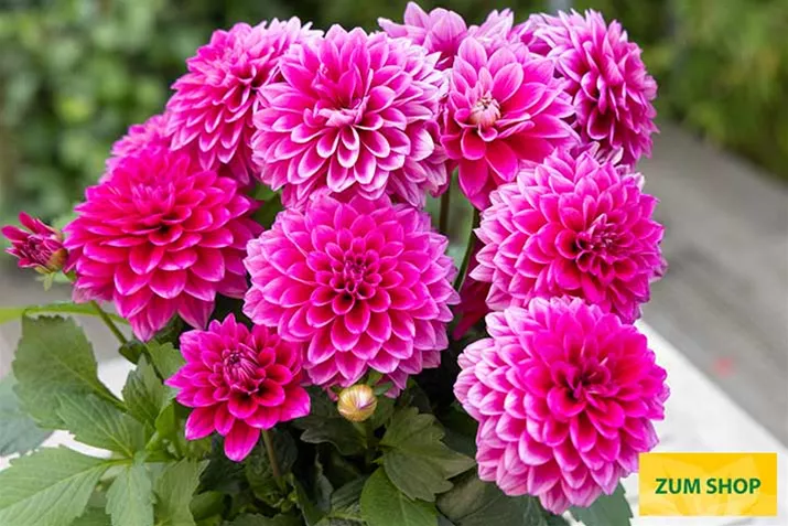 Dahlia-x-hortensis-volmary.jpg