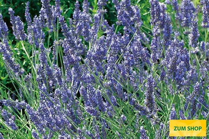 Lavendel_Grosso_Volmary.jpg