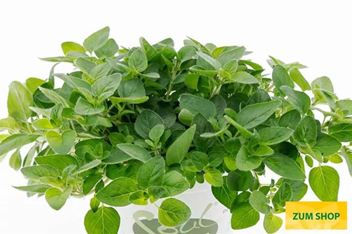 Oregano_Vita-Green.jpg