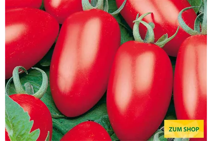 Veredeltes_Tomate_Caprese.tif Veredeltes_Tomate_Caprese.tif
