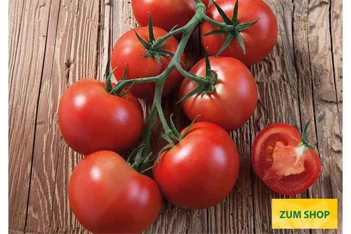 Veredelte_Strauchtomate_Starlias.jpg Veredelte_Strauchtomate_Starlias.jpg