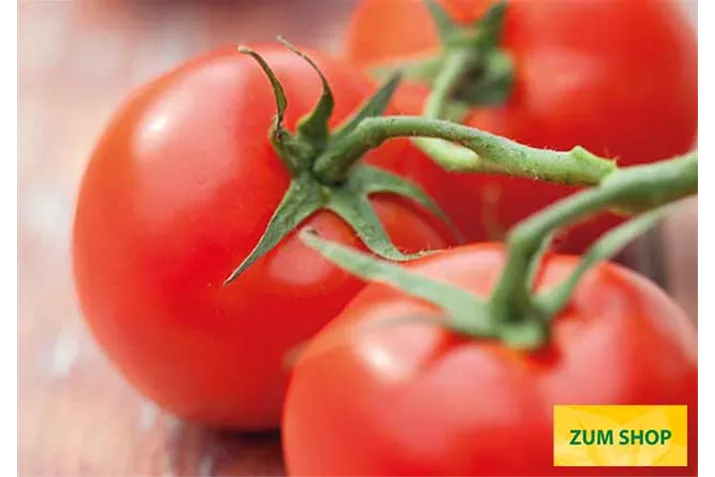 Veredelte-Geschmackstomate-Campos.tif Veredelte-Geschmackstomate-Campos.tif