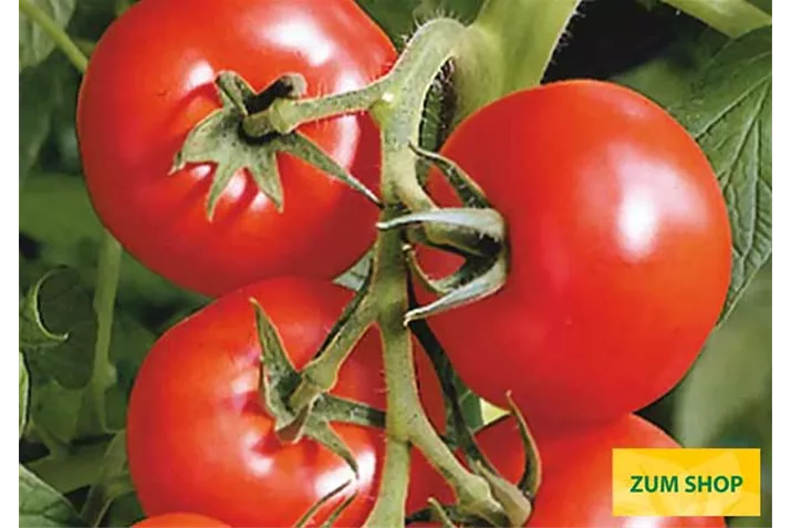 Veredelte_Freiland_Strauchtomate_Phantasia.jpg Veredelte_Freiland_Strauchtomate_Phantasia.jpg