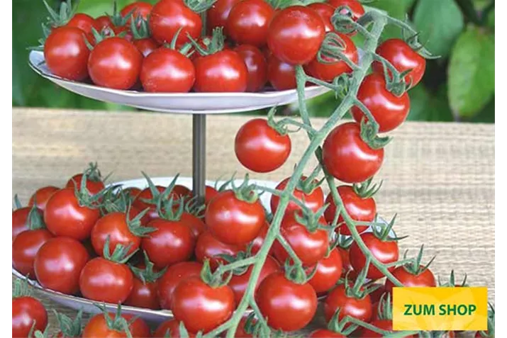 Veredelte_Freiland_Cherrytomate_Philovita.jpg Veredelte_Freiland_Cherrytomate_Philovita.jpg