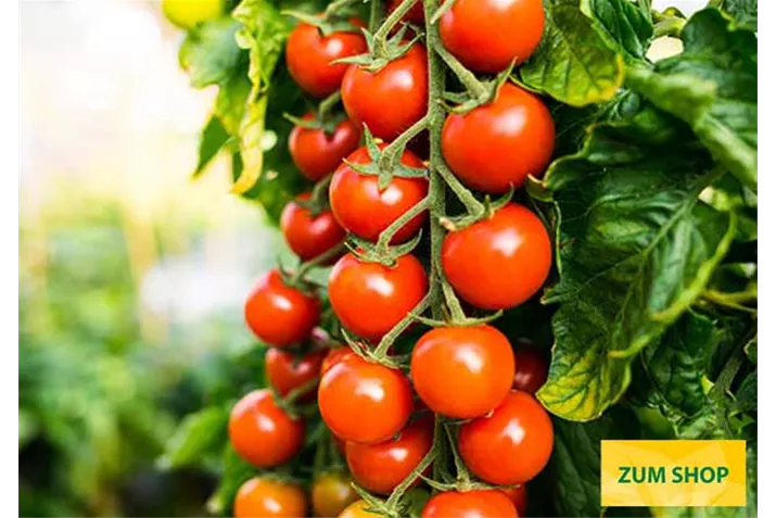 Veredelte_Cherrytomate_Sanvitos.jpg Veredelte_Cherrytomate_Sanvitos.jpg