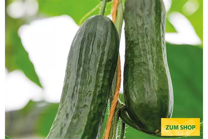 Veredelte_Mini_Schlangengurke_Gambit.jpg Veredelte_Mini_Schlangengurke_Gambit.jpg