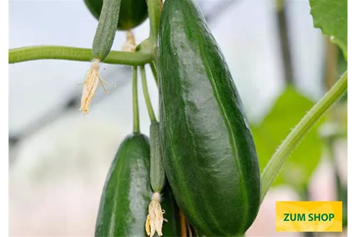 Veredelte_Mini_Snack_Gurke_Minero.jpg Veredelte_Mini_Snack_Gurke_Minero.jpg