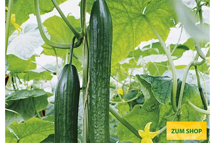 Veredelte_Schlangengurke_Cyrano.jpg Veredelte_Schlangengurke_Cyrano.jpg