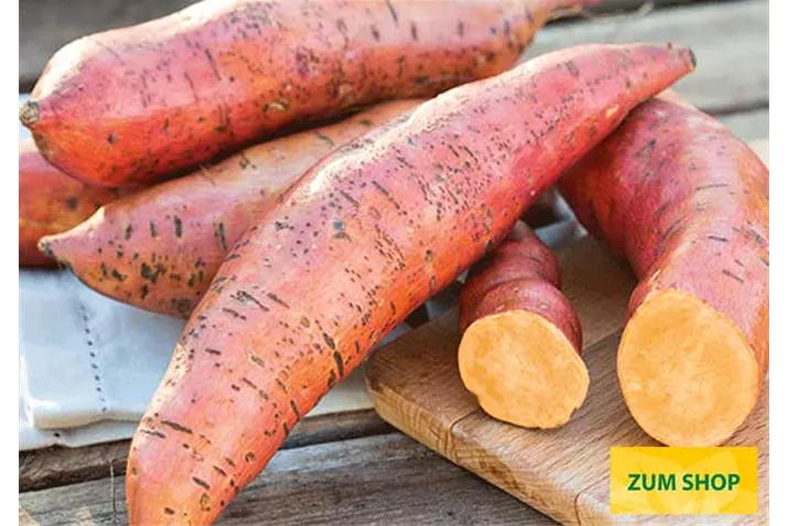 Suesskartoffel_Erato_Deep_Orange.jpg Suesskartoffel_Erato_Deep_Orange.jpg