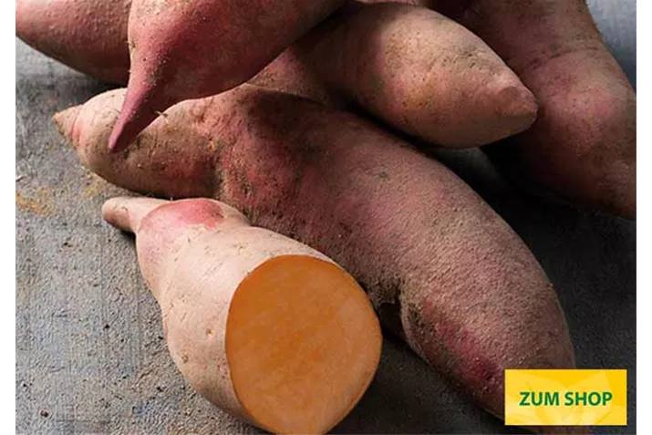 Suesskartoffel_Early_Orange_Volmary.jpg Suesskartoffel_Early_Orange_Volmary.jpg