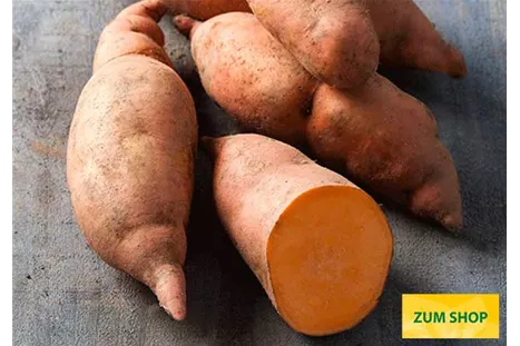 Suesskartoffel_Compact_Orange_Volmary.jpg Suesskartoffel_Compact_Orange_Volmary.jpg