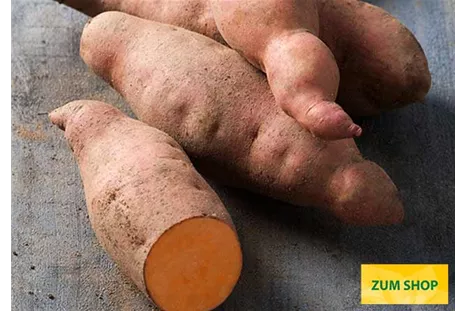 Suesskartoffel_Salmont_Orange_Volmary.jpg Suesskartoffel_Salmont_Orange_Volmary.jpg