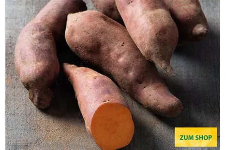 Suesskartoffel_Intense_Orange_Volmary.jpg Suesskartoffel_Intense_Orange_Volmary.jpg