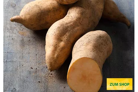 Suesskartoffel_Vineland_SunriseVolmary.jpg Suesskartoffel_Vineland_SunriseVolmary.jpg