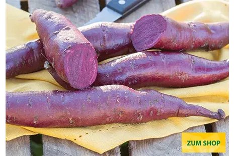 Suesskartoffel_Erato_Violet_Volmary.jpg Suesskartoffel_Erato_Violet_Volmary.jpg