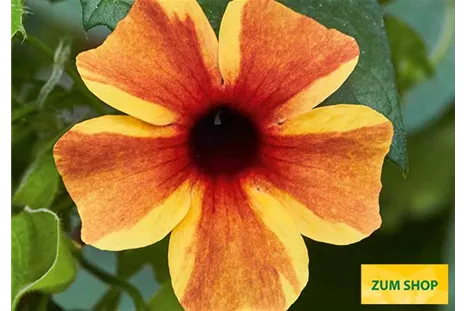 Thunbergia_Sunny-Susy_Amber_Stripes.jpg