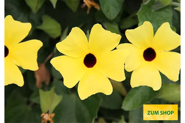 Thunbergia_Sunny-Susy_Yellow_Dark_Eye_2.jpg