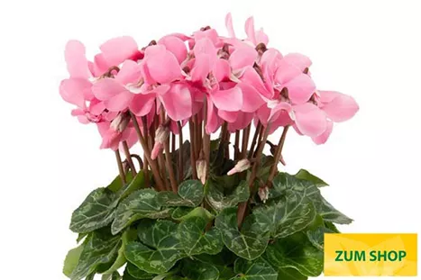 Cyclame_Super-Serie_Dijx_Salmon_with_Eye.jpg Cyclame_Super-Serie_Dijx_Salmon_with_Eye.jpg