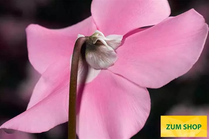 Cyclamen-Elfjes_Pink.jpg