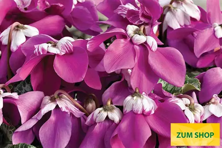 Cyclamen-Elfjes_Violet.jpg