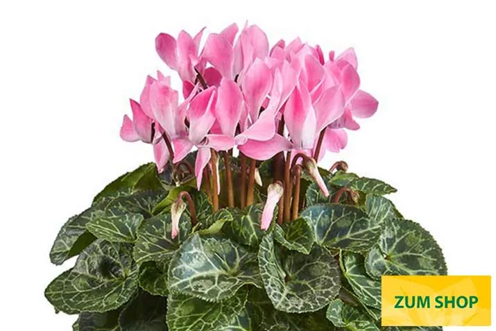 Cyclame_Eau-de-Cyclamen_Neon-Flamed.jpg