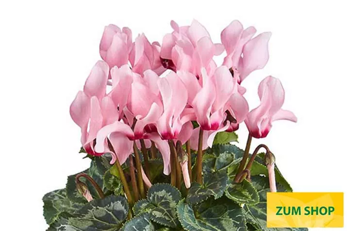 Cyclame_Eau-de-Cyclamen_Salmon-Flamed.jpg
