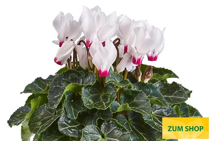 Cyclame_Eau-de-Cyclamen_White_with_Eye.jpg