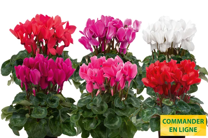 Cyclamen-Super-Serie_Leopardo_FR.jpg Cyclamen-Super-Serie_Leopardo_FR.jpg