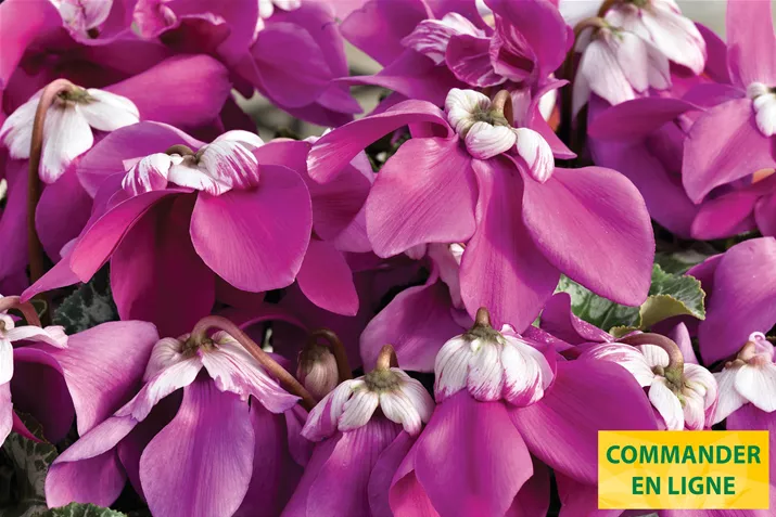 Cyclamen_Elfjes_Violet_FR.jpg Cyclamen_Elfjes_Violet_FR.jpg