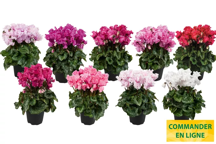 Cyclamen-Cabrilla-Midi-Mix_FR.jpg Cyclamen-Cabrilla-Midi-Mix_FR.jpg