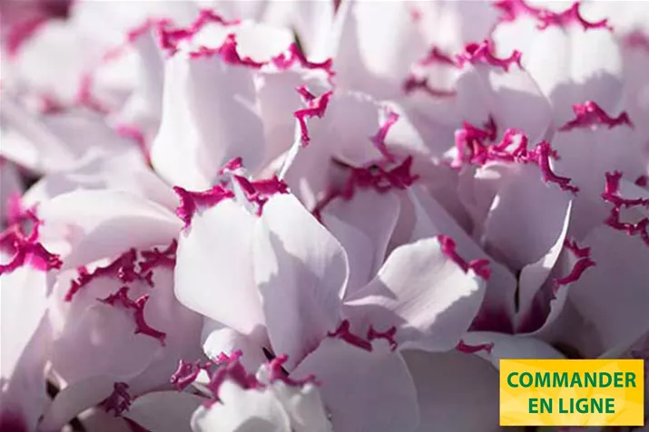 Cyclamen_Metis_Absolu_de_Morel_FR.jpg Cyclamen_Metis_Absolu_de_Morel_FR.jpg