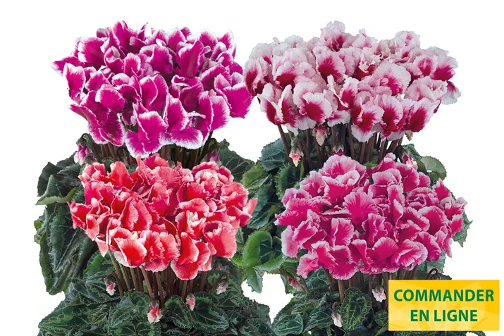 Cyclamen_Metis_Abanico_Mix_FR.jpg