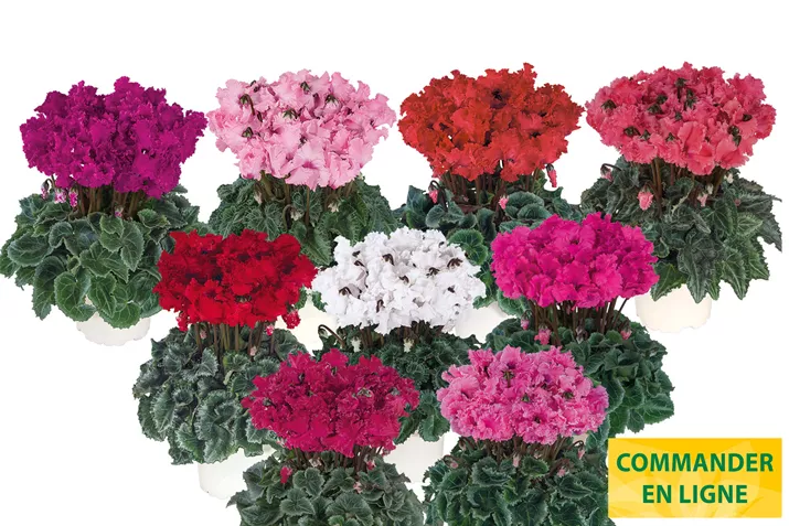 Cyclamen_Metis_Crispino_Mix_FR.jpg Cyclamen_Metis_Crispino_Mix_FR.jpg