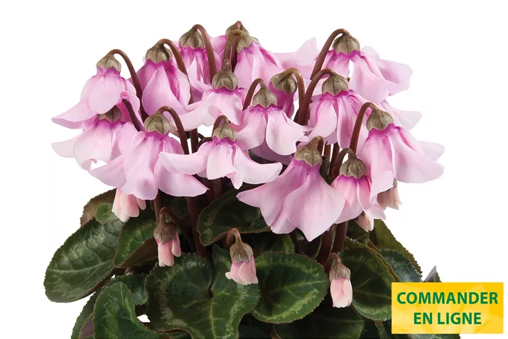 Cyclame-Super Serie-Petticoat_FR.jpg Cyclame-Super Serie-Petticoat_FR.jpg